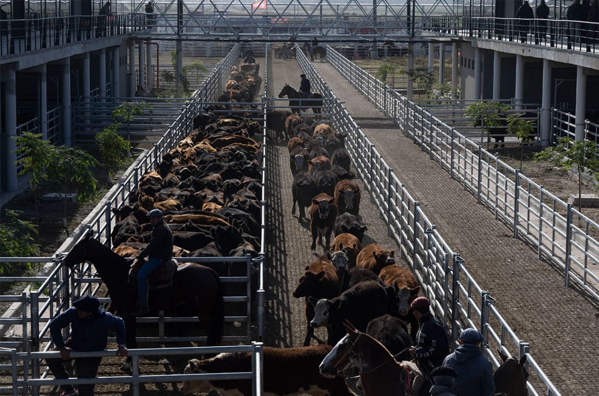 Altibajos marcan el inicio de semana en el Mercado Agroganadero de Cañuelas