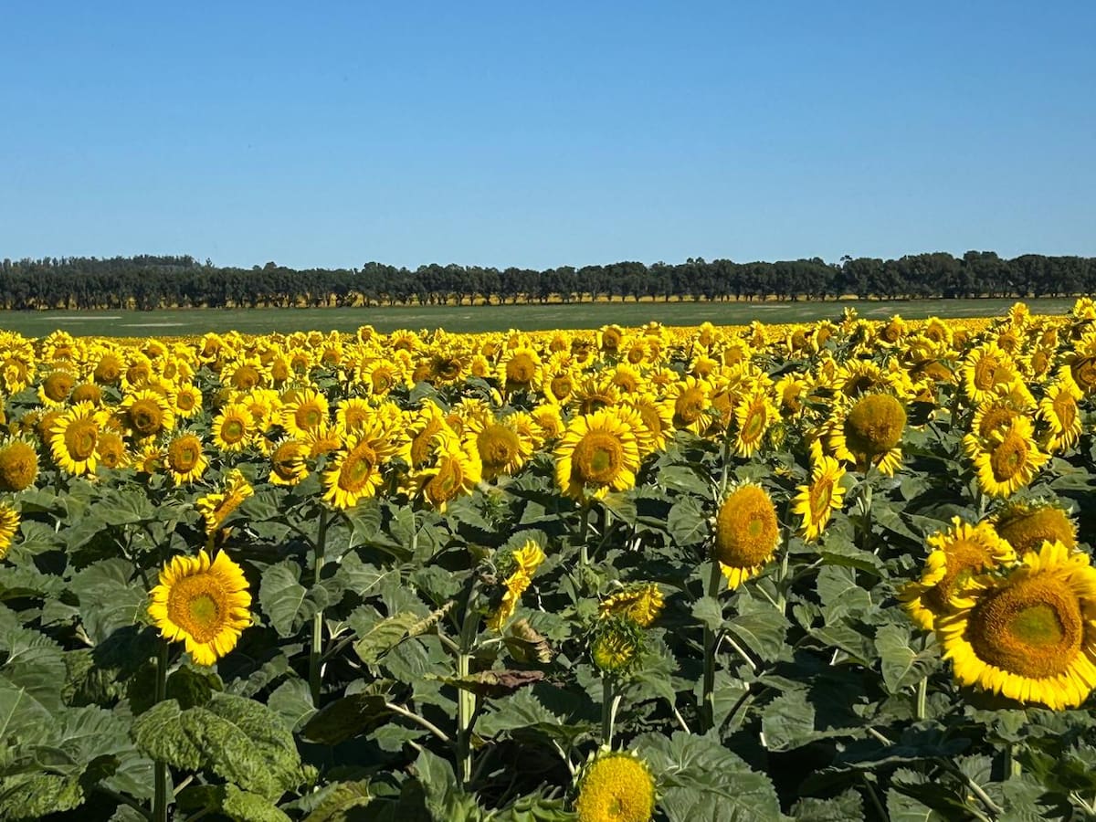 La empresa del mayor default de la historia retoma sus operaciones a plena capacidad