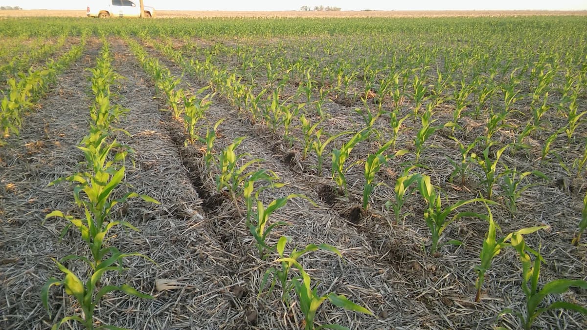 Encuesta inicial sobre siembra de maíz muestra resultados alentadores para el sector agrícola
