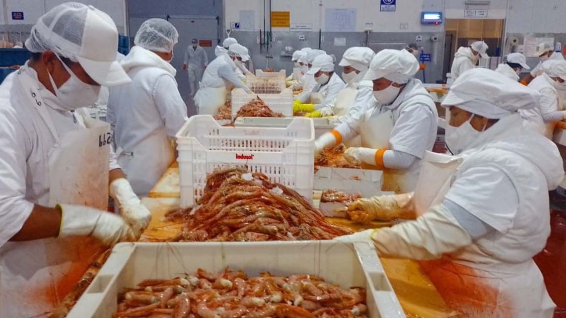 Argentina comprará 80 mil toneladas de langostinos a Ecuador mientras enfrenta un conflicto gremial