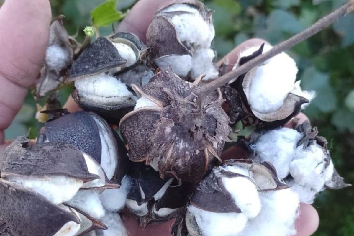 El combo climático que afecta gravemente un cultivo clave en el norte del país