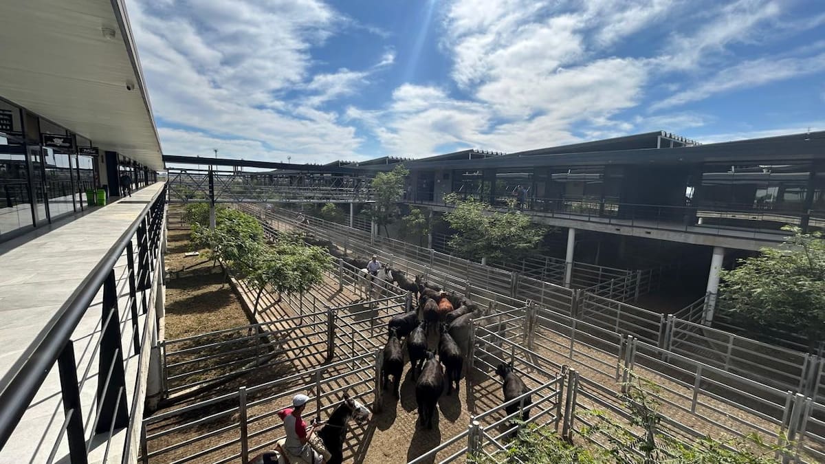 Semana culmina favorable en el Mercado Agroganadero de Cañuelas con resultados alentadores para los productores