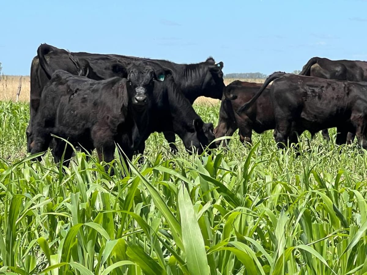 Gobierno elimina la obligación del peso mínimo para la faena de ganado