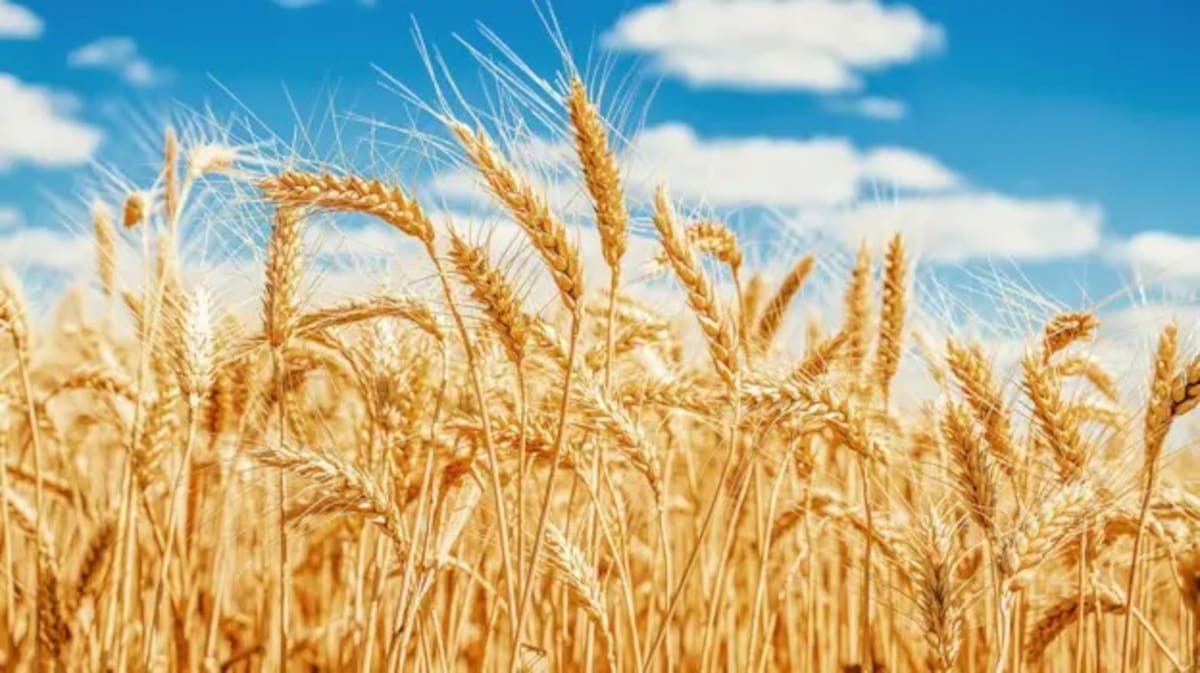 Rentabilidad de los cultivos y el impacto del trigo nuevo en el ciclo 2025/26