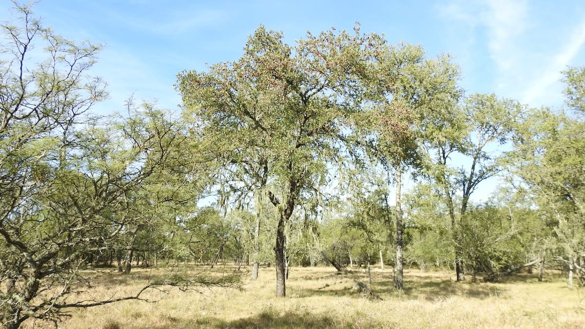 Autóctonos o foráneos, los árboles son inseparables de la tradición