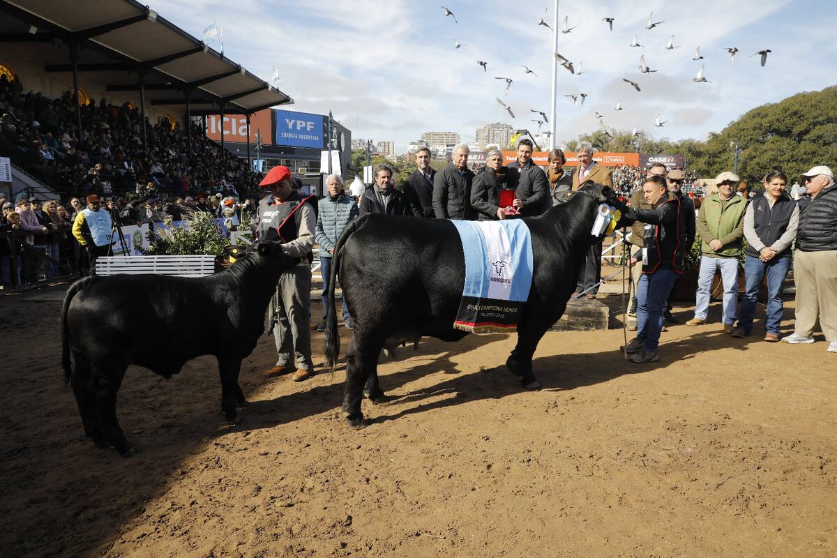 Vaca de Corral de Guardia se alza como Gran Campeón de la categoría Hembra Brangus en la competencia 2023