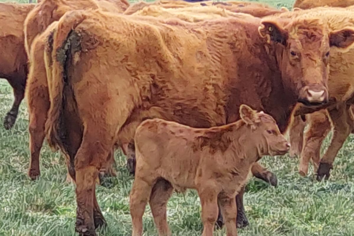 Impacto y causas de la pérdida de 3,4 millones de cabezas bovinas en la industria ganadera