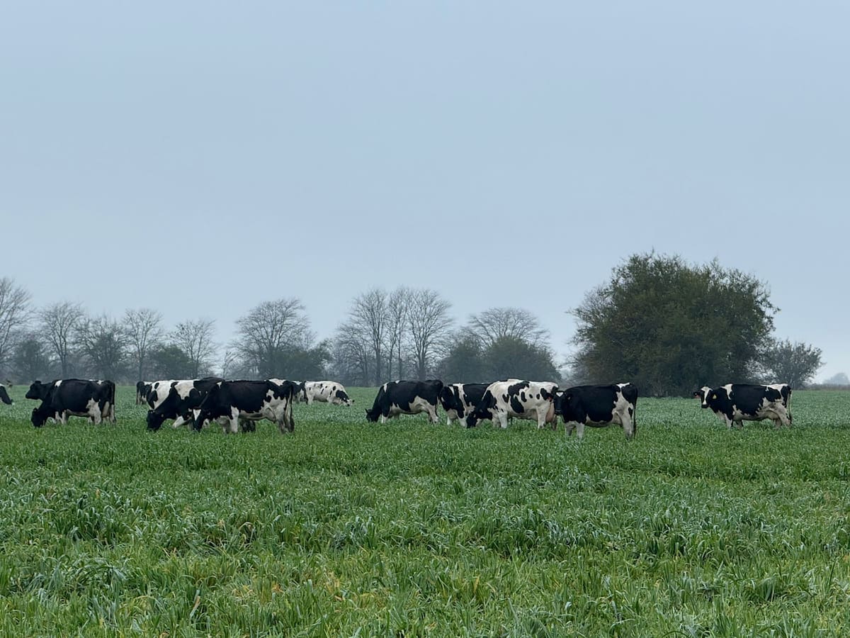 Producción lechera muestra signos de recuperación tras un período crítico y mejora en sus cifras