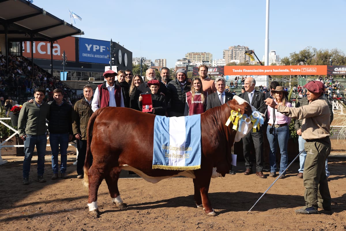 Braford inició la semana de juras en la Rural y designó al Gran Campeón Hembra de la raza.