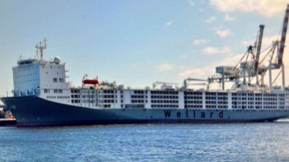 Oportunidades en el mercado de Turquía para el ganado en pie y su impacto en la industria ganadera