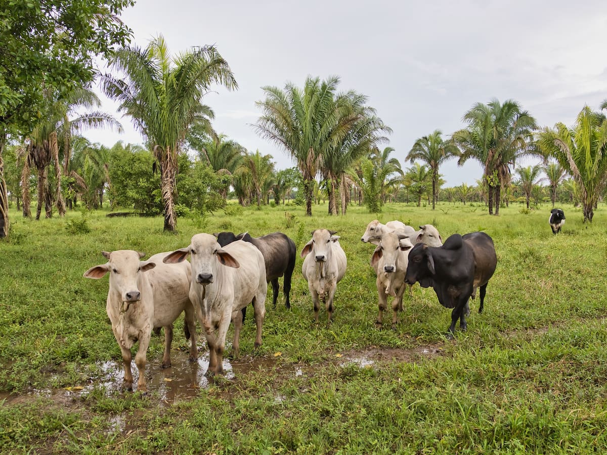 Crisis latente: interrogantes que rodean la COP30 en la Amazonia