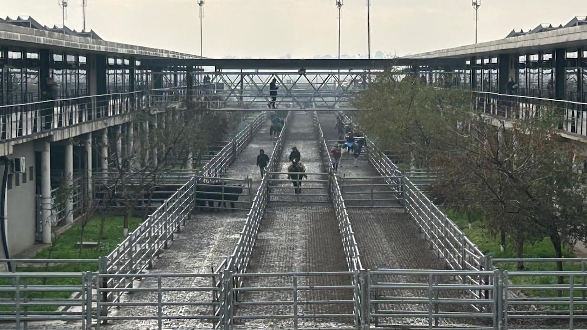 Altibajos marcan el inicio de semana en el mercado agroganadero de Cañuelas