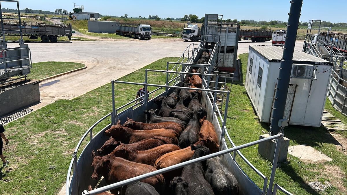 Demanda estable y precios a la baja en el mercado agroganadero de Cañuelas