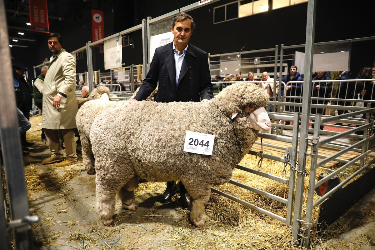 Merino regresa a Palermo tras 12 años, destacando la calidad de su lana y carne en la gran exposición ganadera