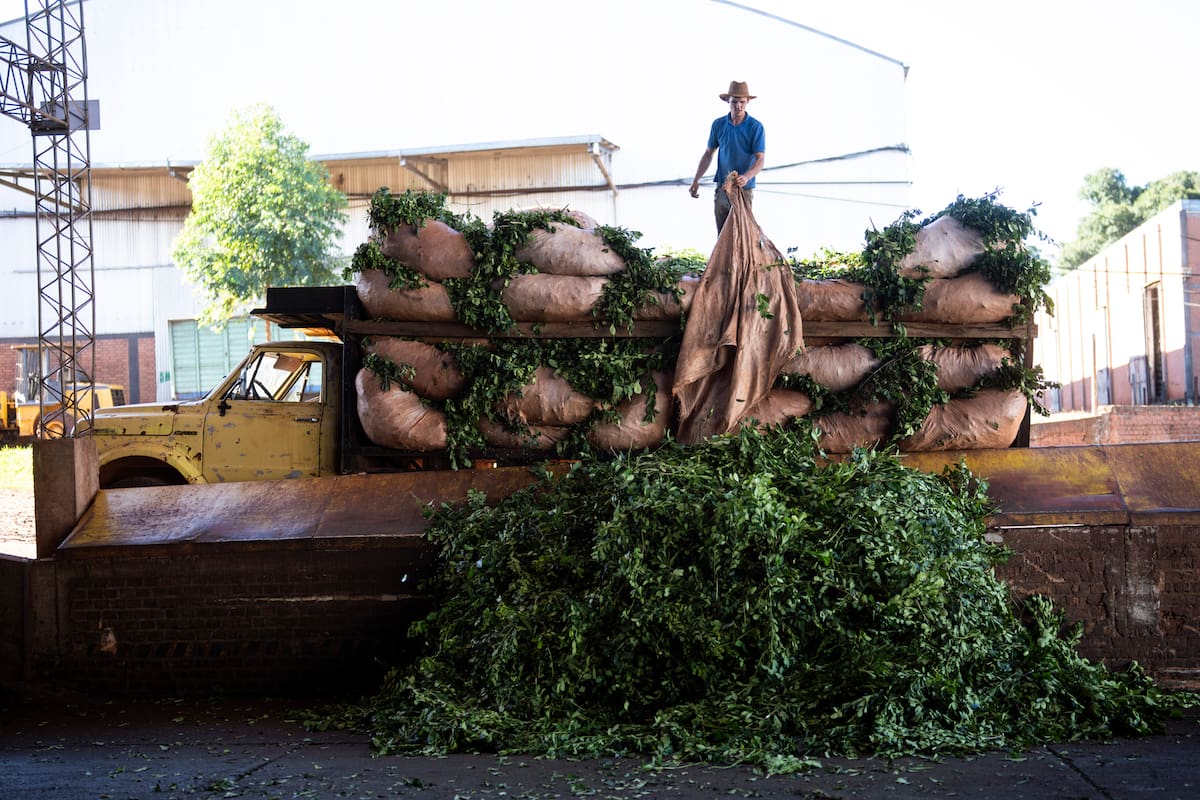 Productores de Misiones solicitan la derogación de la ley que limita el uso del glifosato en la región
