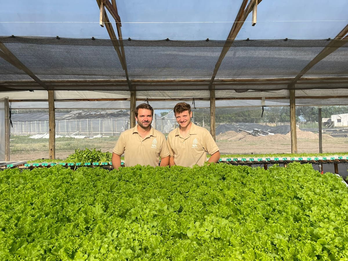 Compañeros de trabajo producen lechuga y rúcula sin tierra, incorporando un nuevo superalimento a su oferta