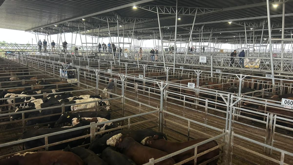 Demanda estable y precios a la baja en el mercado agroganadero de Cañuelas