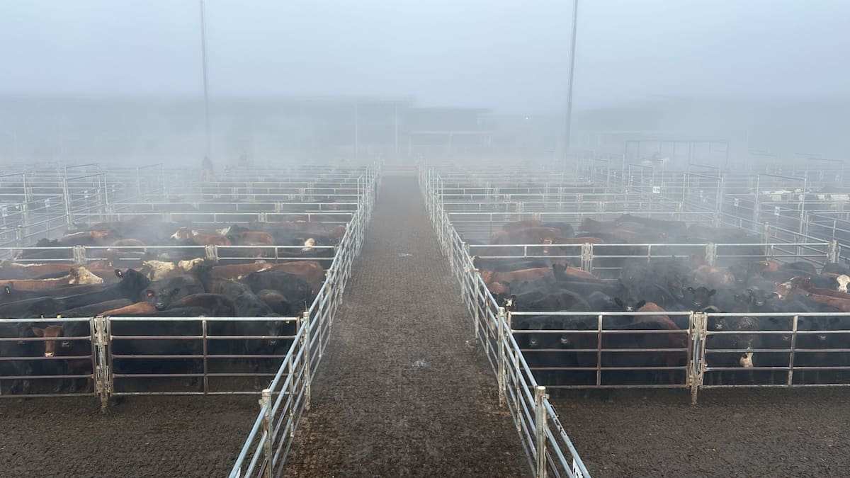 Estabilidad en el Mercado Agroganadero de Cañuelas: oferta moderada y demanda tranquila sin sorpresas
