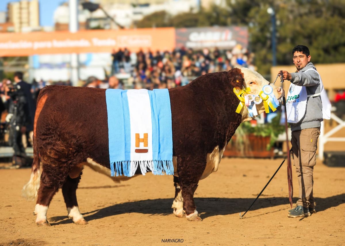 Sacerdote sorprende en Hereford y hembra hace historia en Angus con su notable rendimiento en el evento agrícola.
