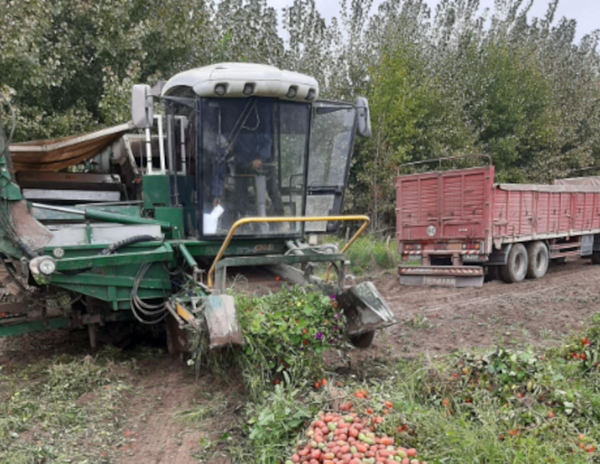 Importaciones afectan producción de tomate en Argentina: muchos agricultores abandonarán su cultivo