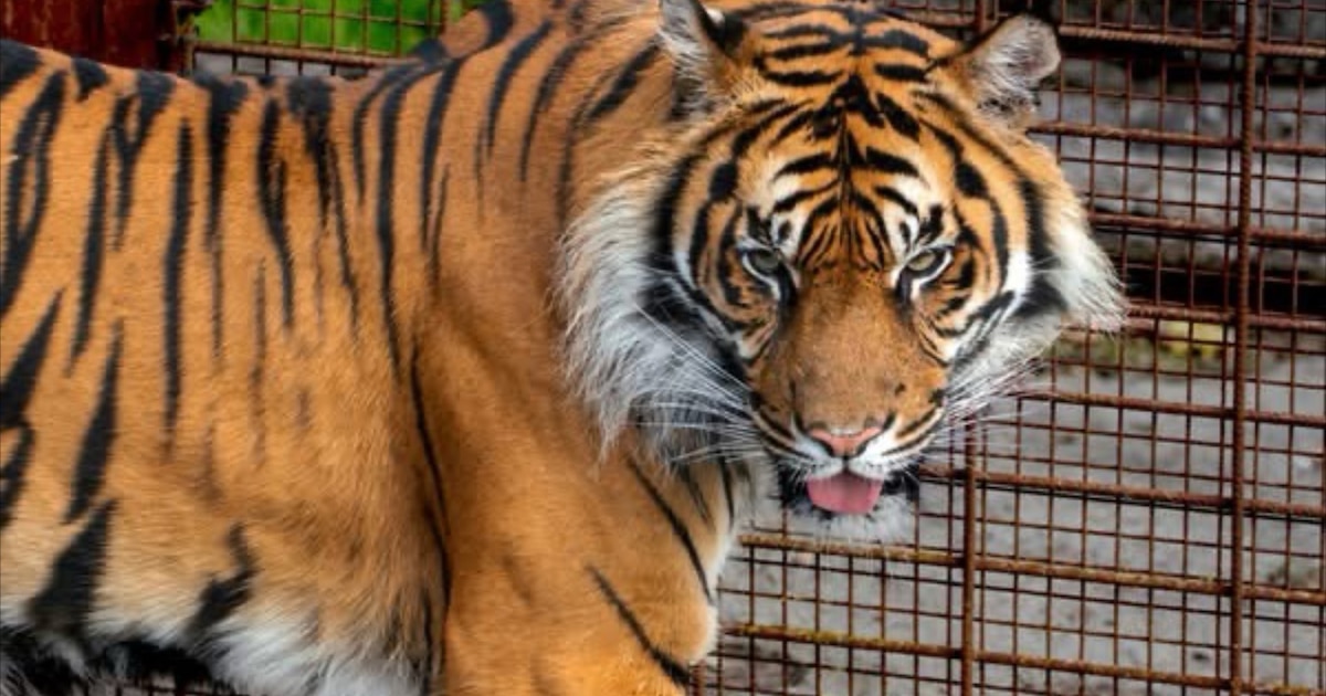Zoológico danés solicita donaciones de mascotas vivas para alimentar a sus depredadores