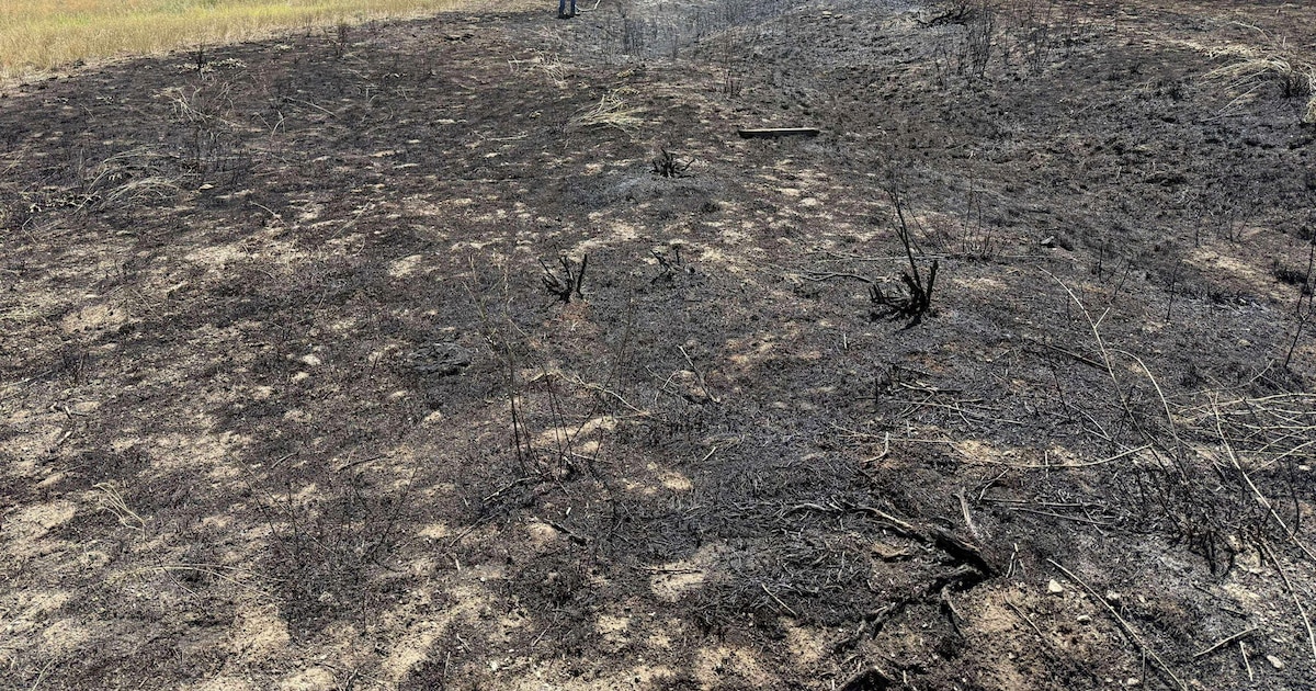 Un pez del cielo causa incendio en Canadá y corta la electricidad de una ciudad en un extraño suceso