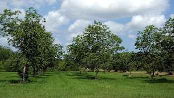 El súper fruto que trajo Sarmiento a la Argentina y que hoy exporta el 70% de su producción