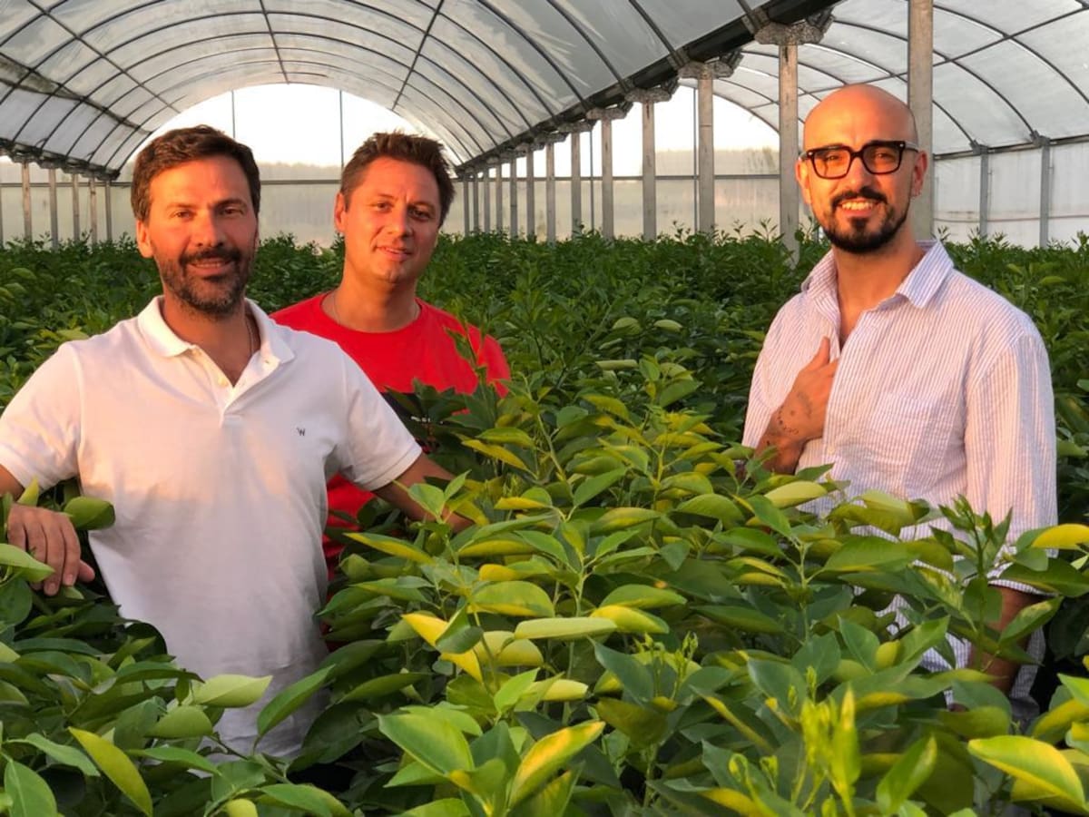 4000 toneladas del superfruto con Abel Pintos como embajador: un hito en la producción nacional