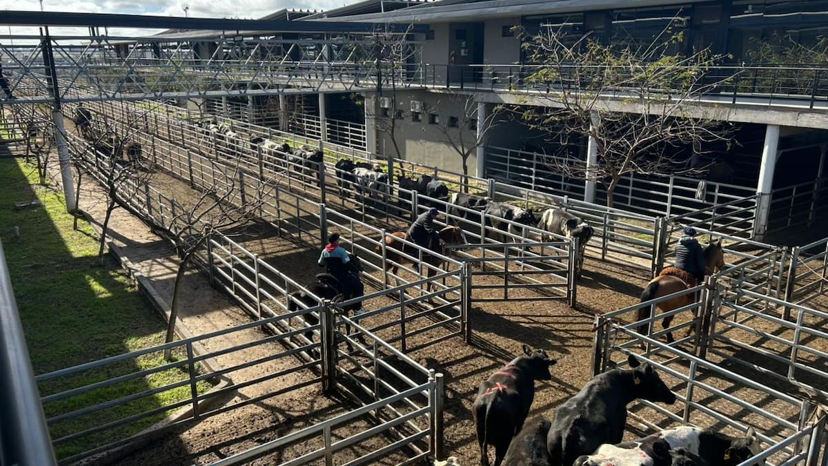 Cierre positivo de la semana en el Mercado Agroganadero de Cañuelas
