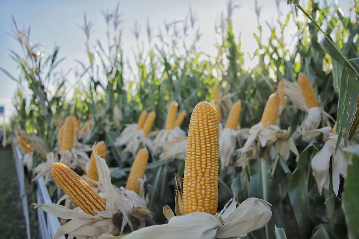 Efectos moderados de la reducción de derechos de exportación en los precios de los granos