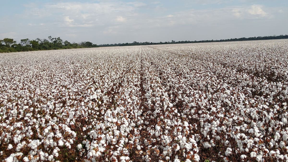 Iniciativa innovadora busca transformar un cultivo tradicional y generar más de 700 millones de dólares