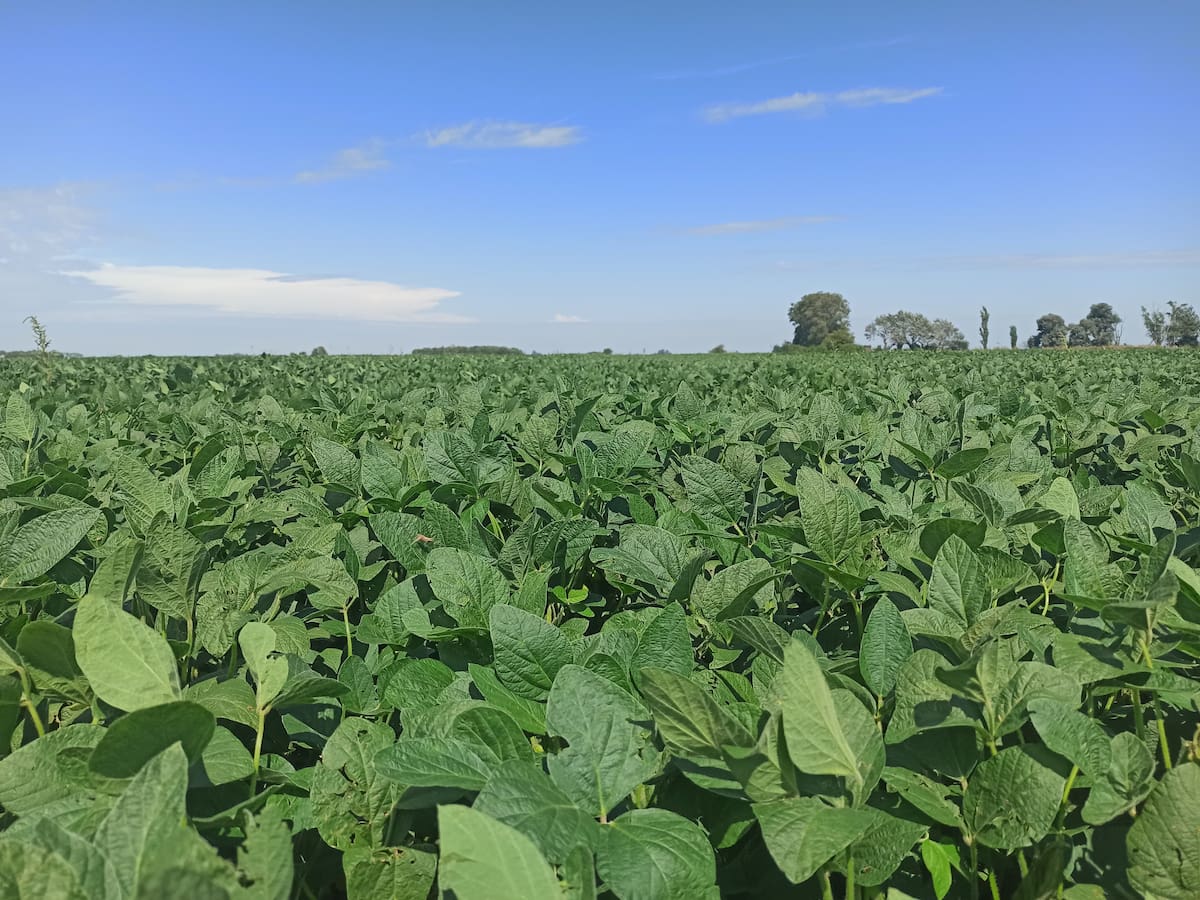 Agro planea invertir US$24.600 millones en la campaña 2025/26, según nuevo informe del sector