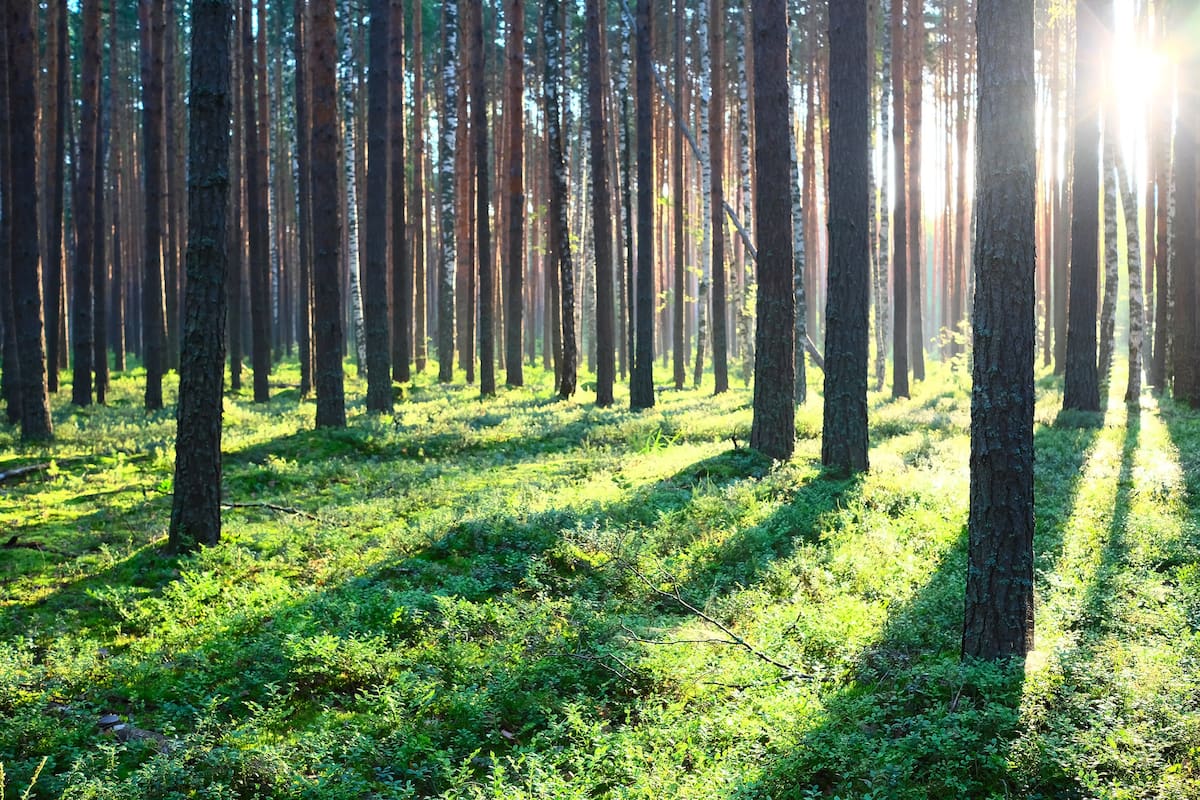 El Gobierno dijo que aumentó la superficie forestal, pero en el sector privado advierten que faltan inversiones