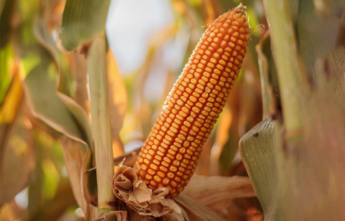 Cultivo afectado por plaga listo para su REBANCHA en una nueva oportunidad de recuperación