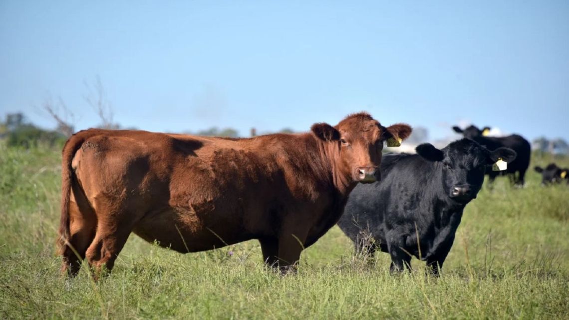 Entrerrianos advierten por crisis sanitaria en el ganado: “Nos está carcomiendo la producción ganadera”