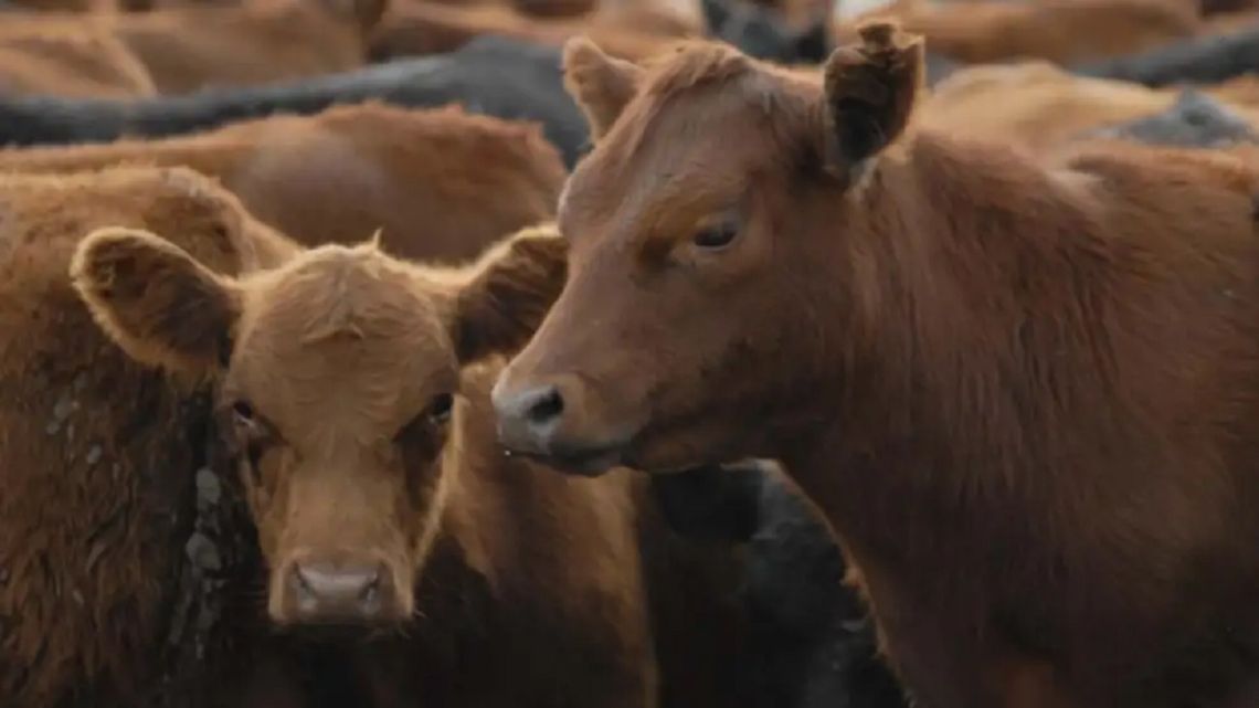 Avance de la garrapata bovina en Entre Ríos: “No es algo que pueda combatir el productor, necesita la asistencia del Gobierno”