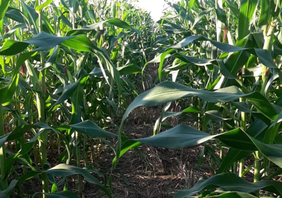 Compras de insumos para siembra de granos gruesos se encuentran demoradas, generando preocupación en el sector agrícola