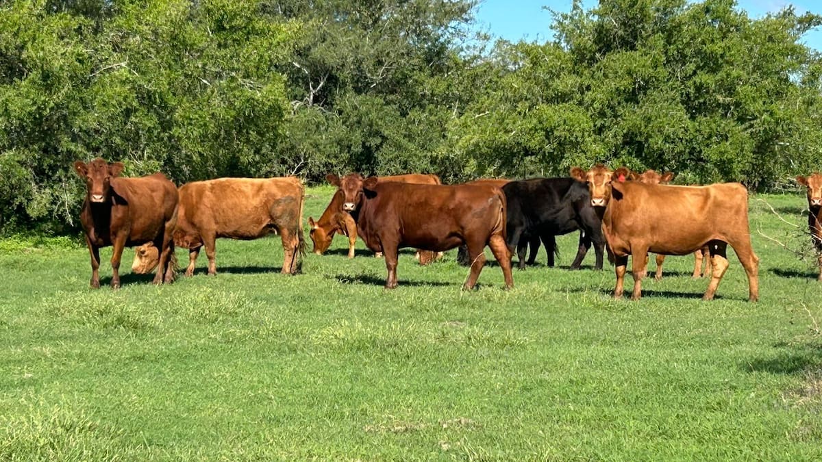 La ganadería busca requisitos clave para mantener su crecimiento y éxito en el mercado actual