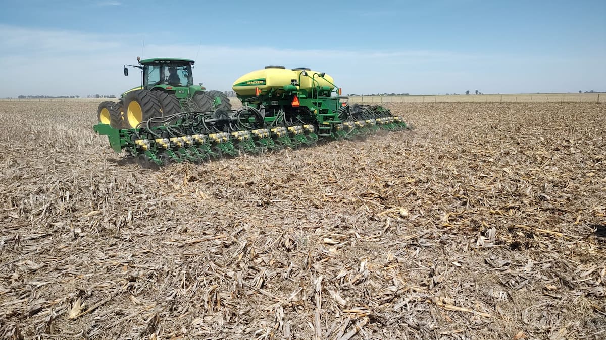 Estrategias efectivas para cultivar maíz y maximizar tus resultados en el campo