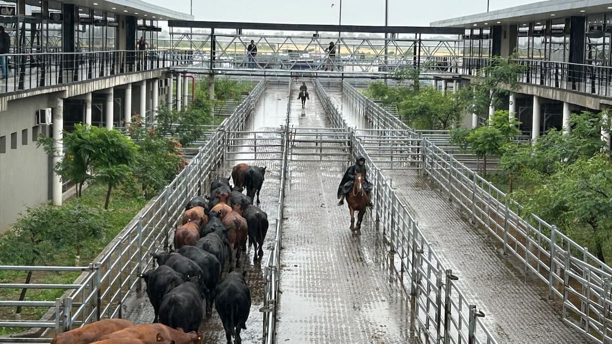 Mercado Agroganadero de Cañuelas: una semana marcada por altibajos y cierre incierto
