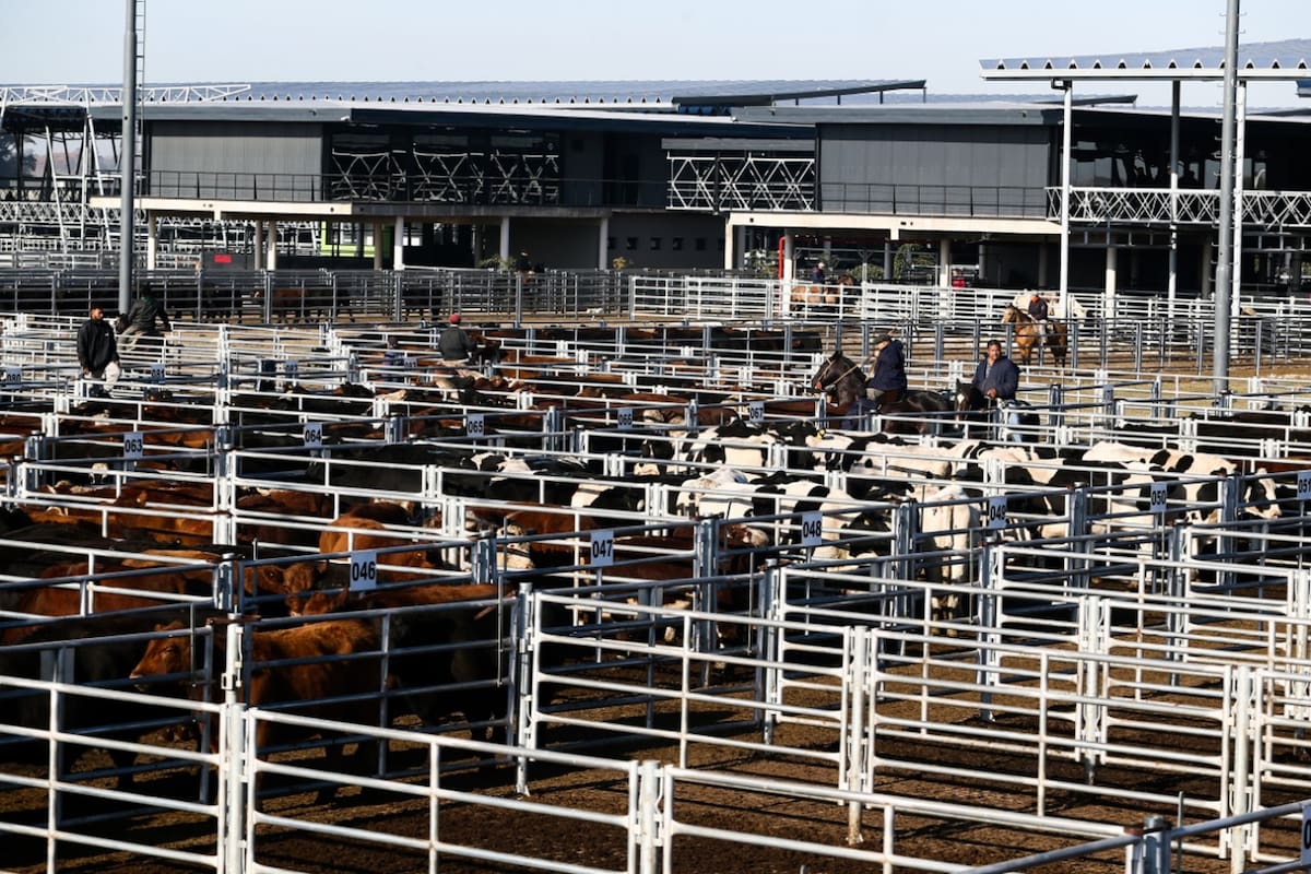 Escasa oferta en el mercado agroganadero de Cañuelas genera preocupación entre productores y compradores