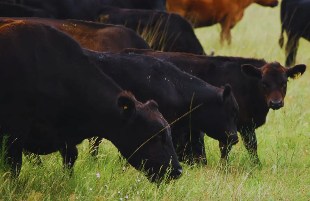 Firmeza en los precios de la hacienda para invernada se mantendrá a pesar de las fluctuaciones del mercado