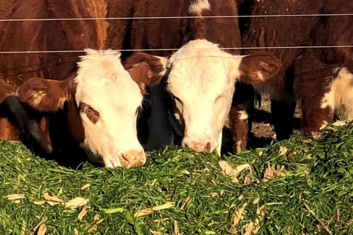 Señales de firmeza en el negocio ganadero: un informe revela la situación actual del sector.