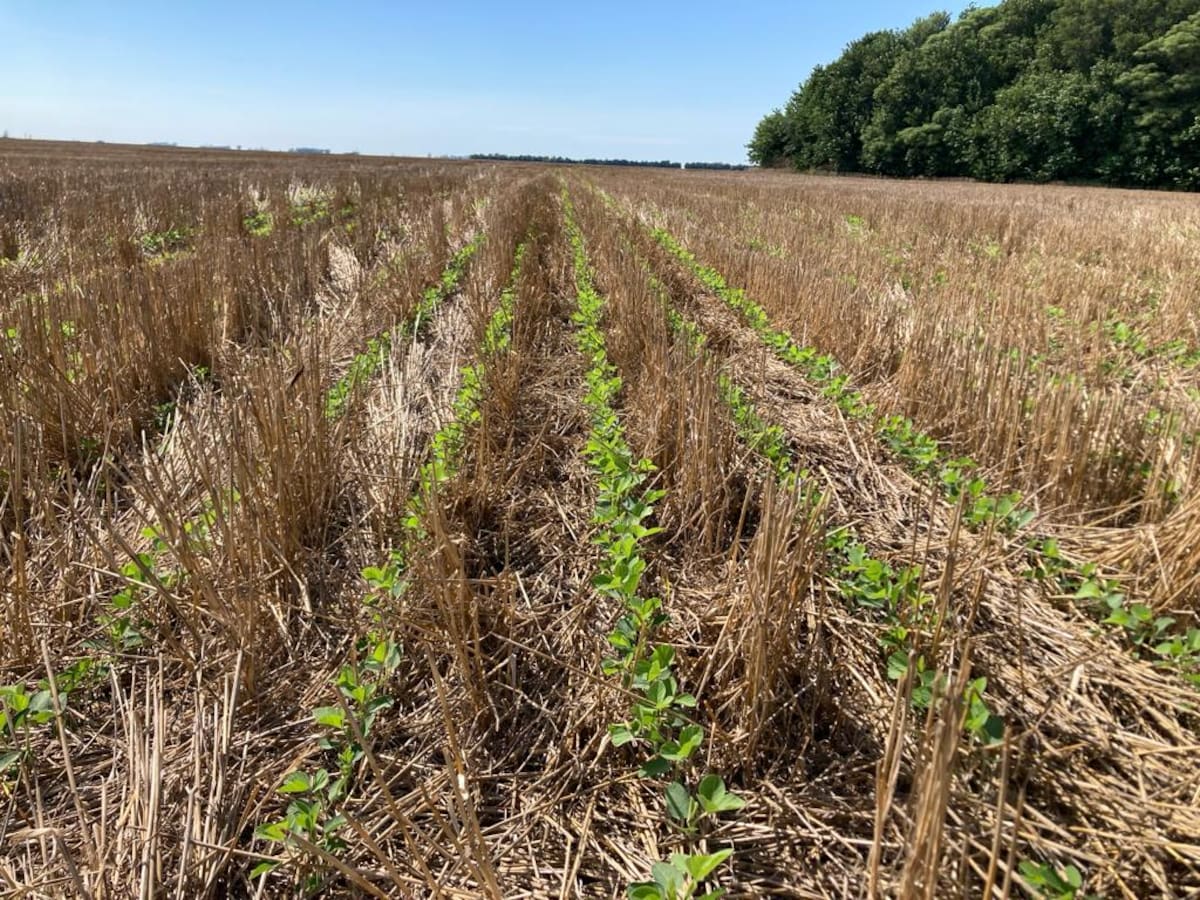 La Argentina sufre la pérdida de 612.000 toneladas de nitrógeno anuales en sus suelos agrícolas