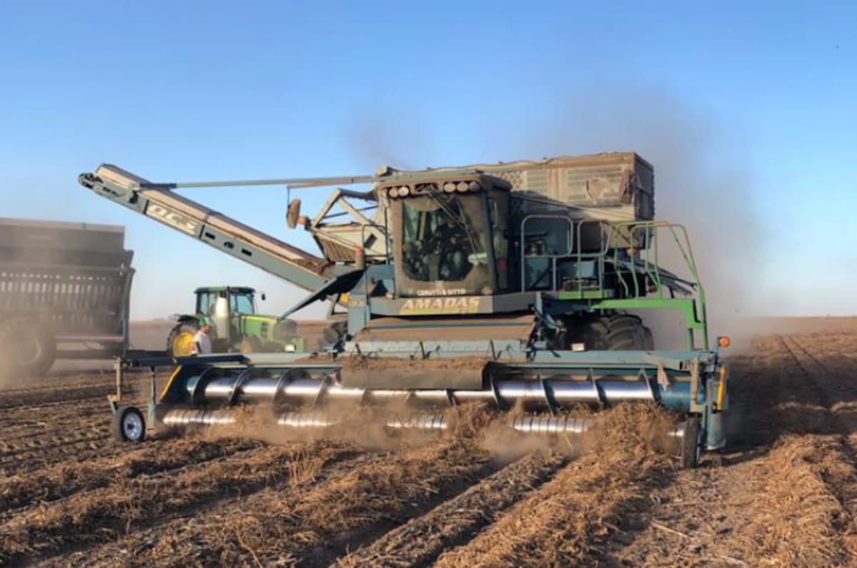 Córdoba establece el Instituto Argentino del Maní para impulsar la producción y desarrollo del sector