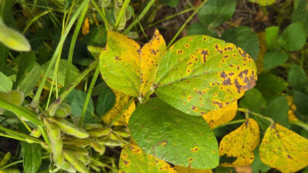Aumenta la resistencia de un hongo frente a los fungicidas estrobilurinas, alertan expertos en fitopatología