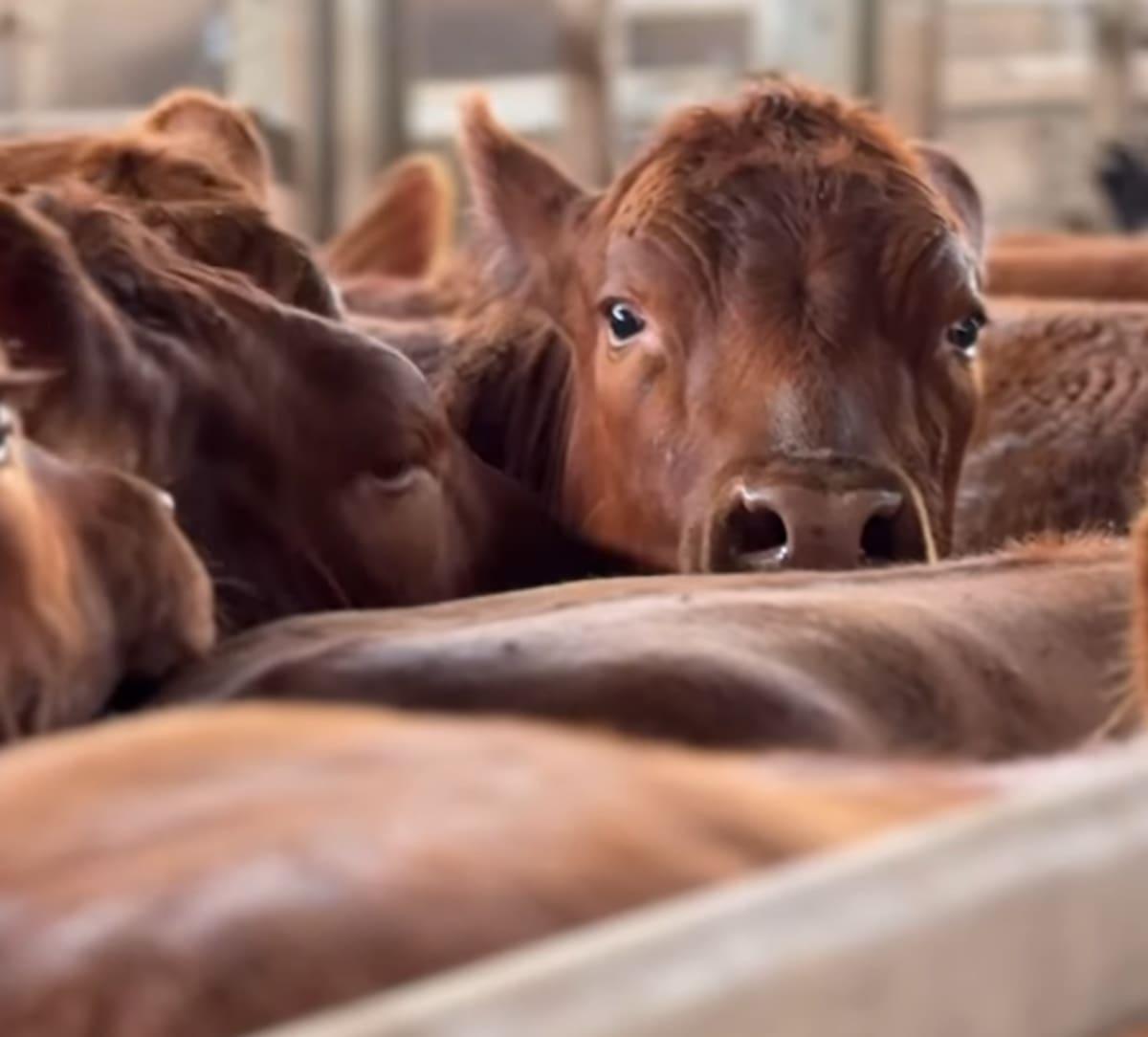 El regreso del debate sobre la fiebre aftosa en un círculo virtuoso de análisis y propuestas.