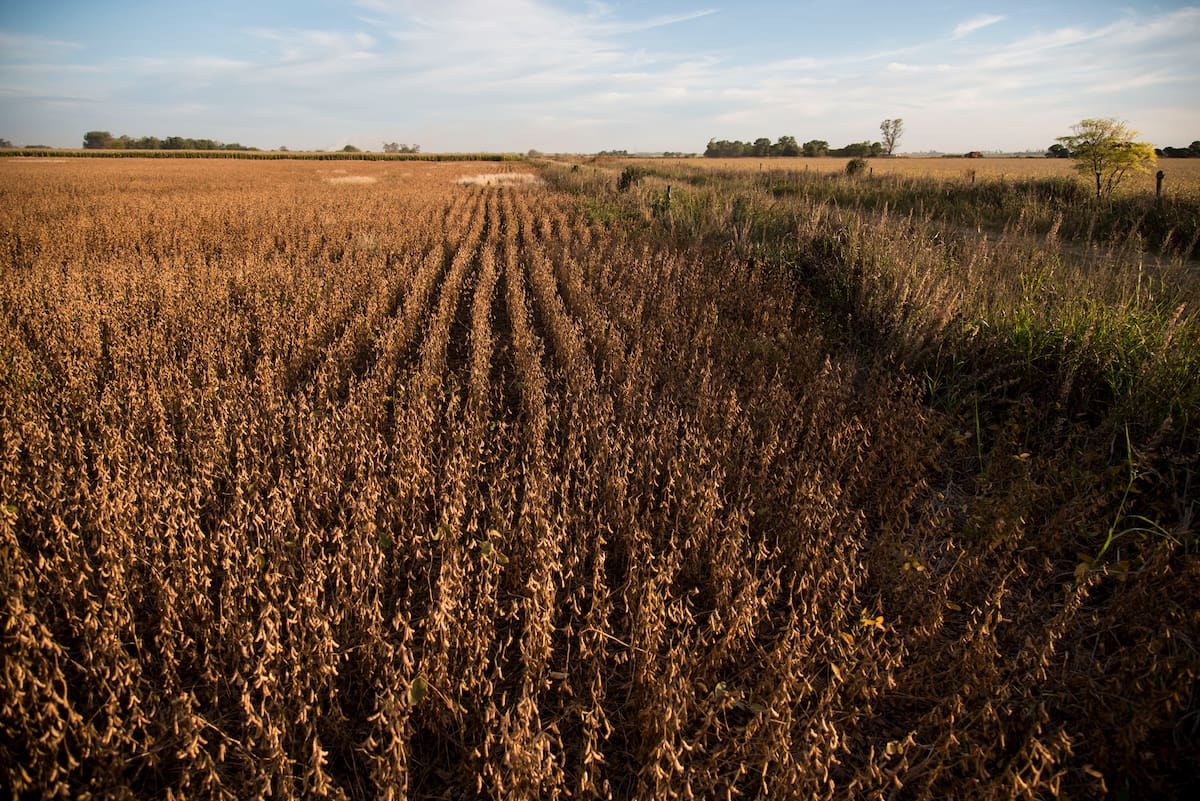 Competitividad de la soja de primera se ve afectada en la campaña 2025/26 según análisis del mercado agrícola