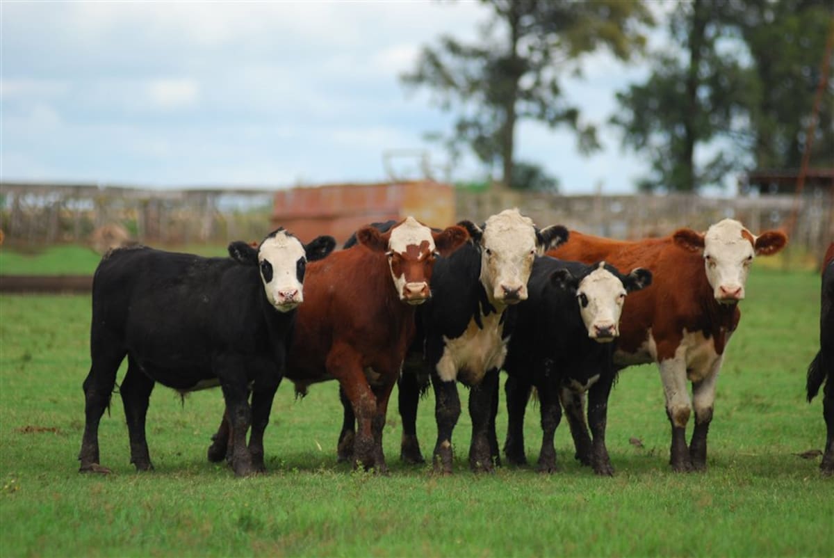 Impulsar el forraje para desencadenar el crecimiento ganadero en el sector agropecuario.