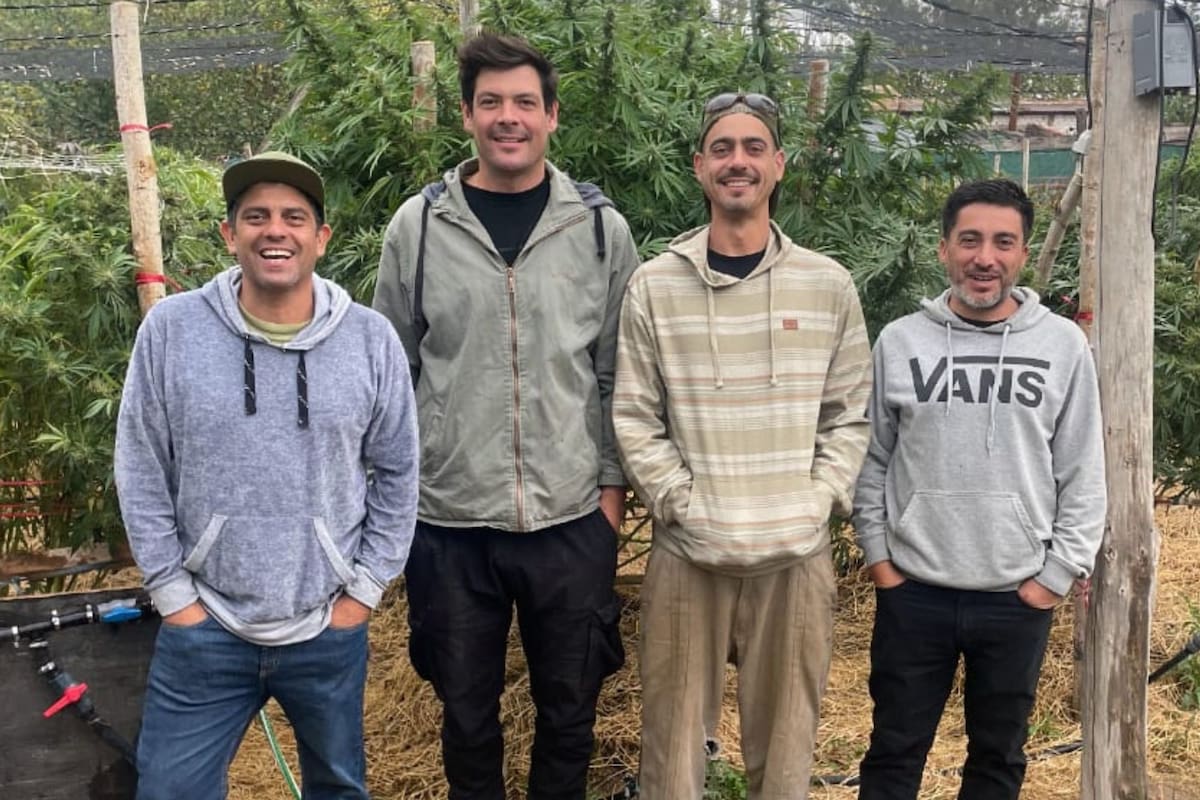 Emprendedores desarrollan un supermaterial para construcción a partir de su cultivo innovador